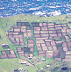 View of potato patches